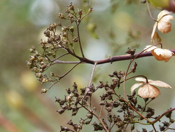 Close-up of flowers on tree