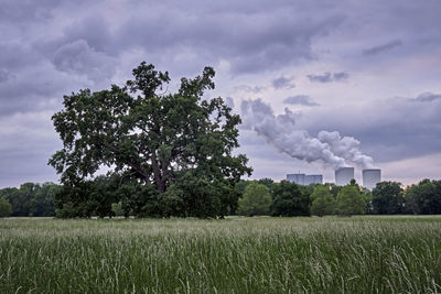 Trees growing on field against sky