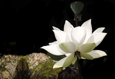 Close-up of white lotus flower