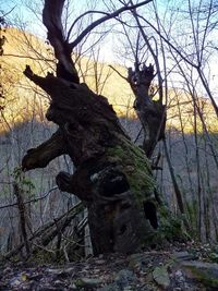 Low angle view of tree trunk in forest