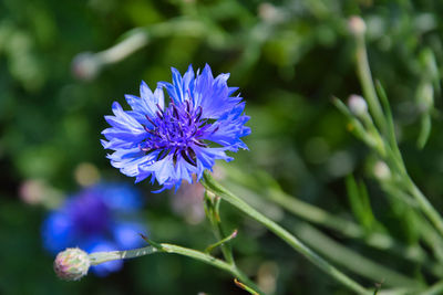 Close-up of purple flowering cornflower plant