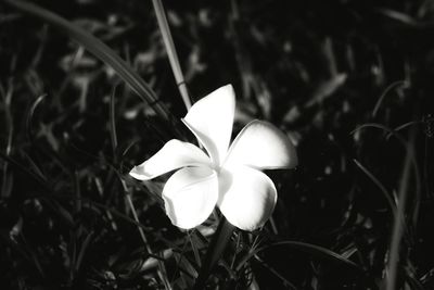 Close-up of white flowers