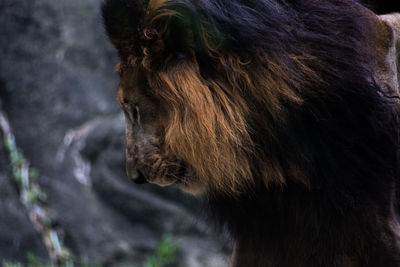 Close-up of lion