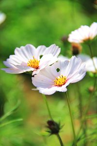 Close-up of white flower