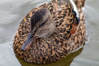 High angle view of duck swimming in lake