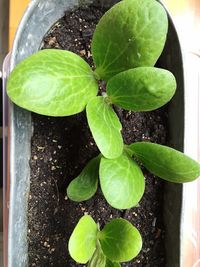 Close-up of green leaves