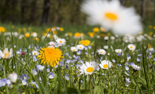 Full frame shot of yellow flower blooming in field