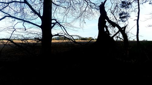 Bare trees on field