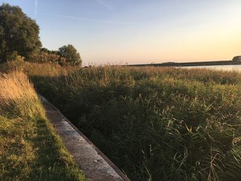 Scenic view of grassy field against sky