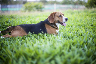 Dog lying on grass