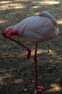 Close-up of a bird