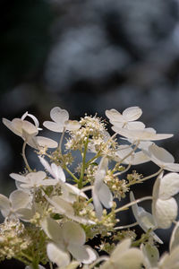 Close-up of white cherry blossom