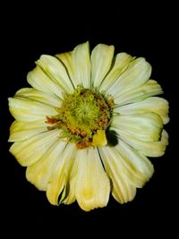 Close-up of yellow flower against black background