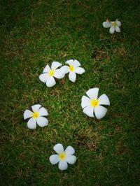 White daisy flowers blooming on grassy field