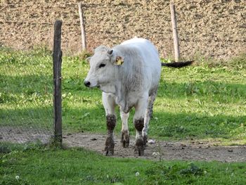 Cow standing in a field