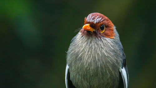 Close-up of a bird looking away