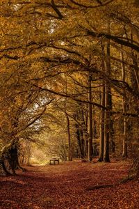 Trees in autumn