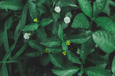 High angle view of plant leaves