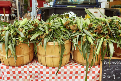 Potted plants for sale at market stall