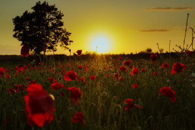 Scenic view of field against sky during sunset