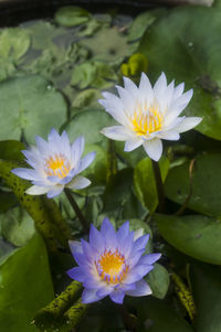 Close-up of lotus water lily in pond