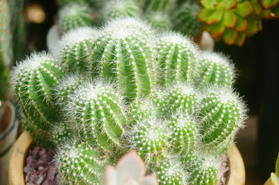 Close-up of succulent plant