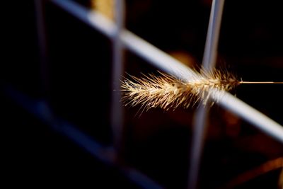 Close-up of plant against blurred background