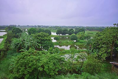 Plants and trees by lake against sky