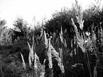 Plants growing on field