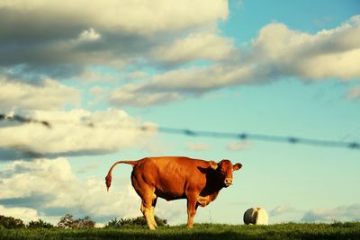 Cows on field against sky