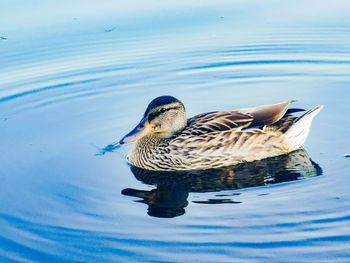 Duck swimming in lake