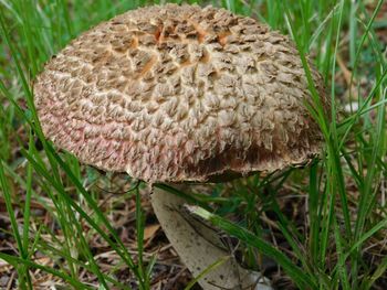 Close-up of mushroom in grass