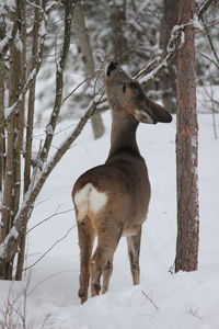 Deer standing on snow covered field