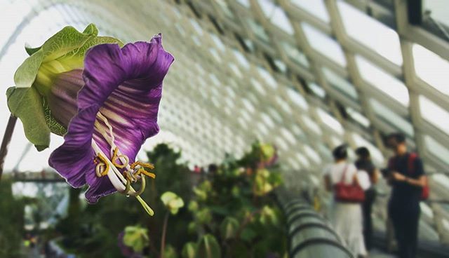 flower, building exterior, focus on foreground, architecture, built structure, fragility, lifestyles, day, petal, leisure activity, men, outdoors, freshness, person, pink color, holding, plant, flower head