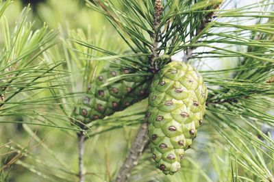 Close-up of pine tree