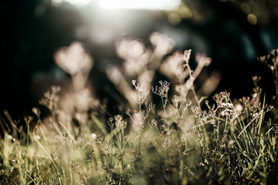 Close-up of flowering plants on field during sunny day