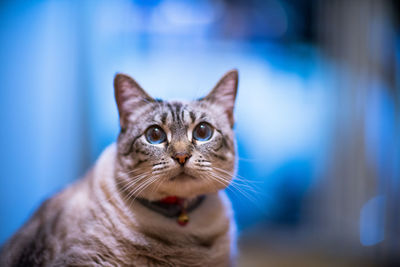 Close-up portrait of cat