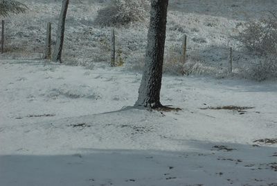 View of trees on snow covered land