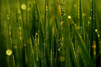 Full frame shot of wet plants during sunny day