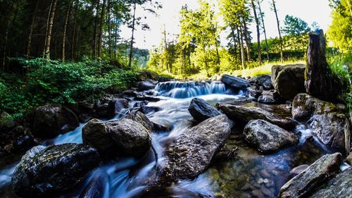 Scenic view of waterfall in forest