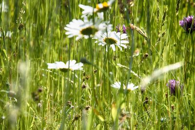 Close-up of white flowering plants on field