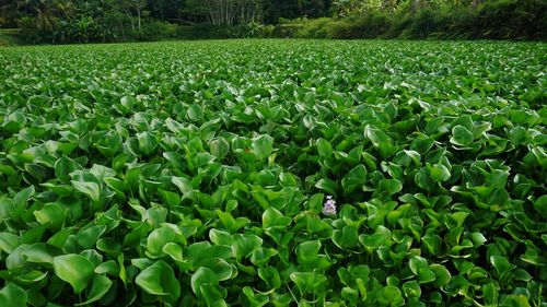 Full frame shot of fresh green field