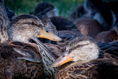 Close-up of birds