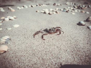 Close-up of crab on beach