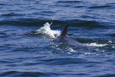 View of fish swimming in sea