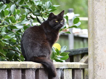 Cat sitting on wood