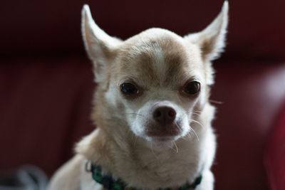 Close-up portrait of dog at home