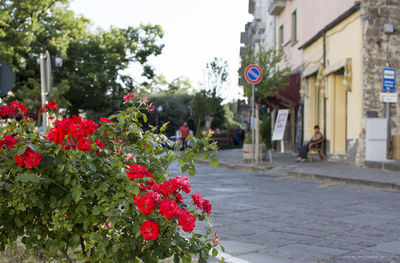 Red flowers growing in front of building