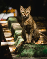 Portrait of cat sitting outdoors