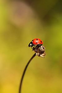 Close-up of ladybug on leaf